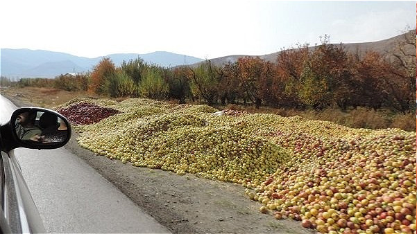 لزوم مدیریت و رفع چالش های بخش تولید و صادرات سیب درختی استان