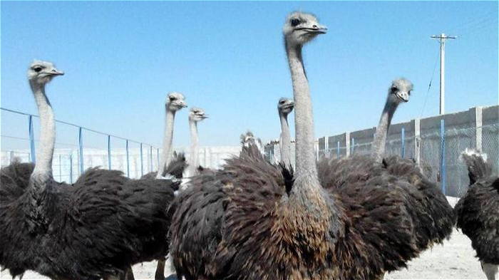 صنعت پرسود پرورش شتر مرغ در استان نیازمند حمایت نهادها و مردم است