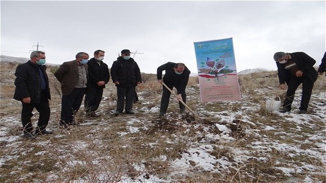 اجرای طرح درختکاری و تقویت پوششی در ۱۱۰۰ هکتار از اراضی ملی آذربایجان غربی