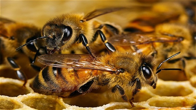 برداشت ژل رویال از زنبورستان‌های خوی آغاز شد