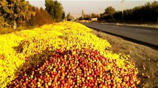  خرید سیب صنعتی در آذربایجان غربی، هزار و ۴۶۰ تومان