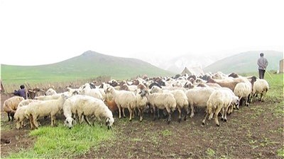 چرای بیش از 7 میلیون واحد دامی در مراتع آذربایجان غربی