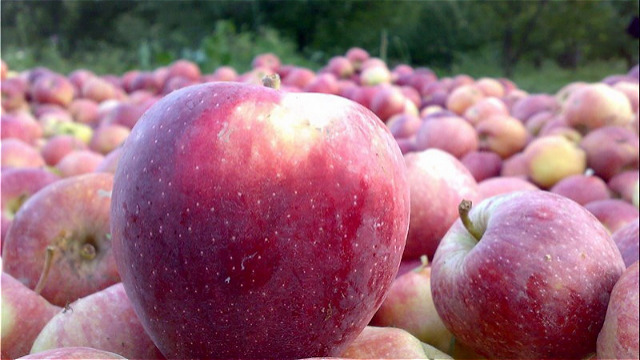 حذف عوارض گمرکی صادرات سیب آذربایجان غربی به عراق و ازبکستان