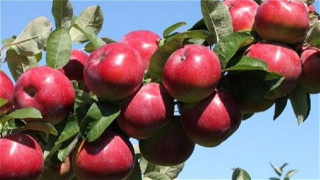 کندی  صادرات سیب درختی آذربایجان غربی ادامه دارد