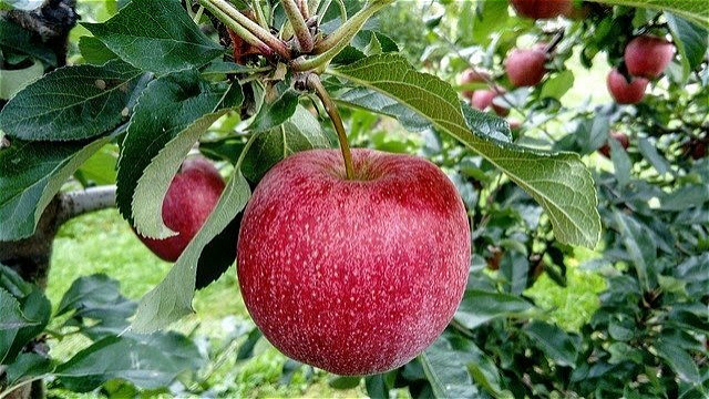 سیب آذربایجان غربی هوایی صادر می شود