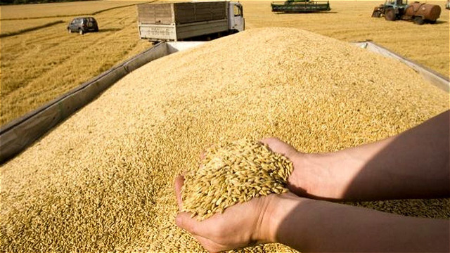 خریدتضمینی ۹۳ هزار تن گندم در آذربایجان غربی 
