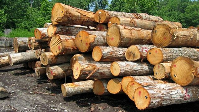 کشف 5 تن چوب قاچاق در سردشت 