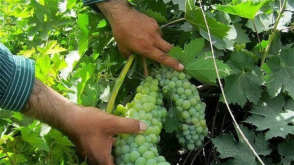 تولید ۳۰ رقم انگور در آذربایجان غربی 