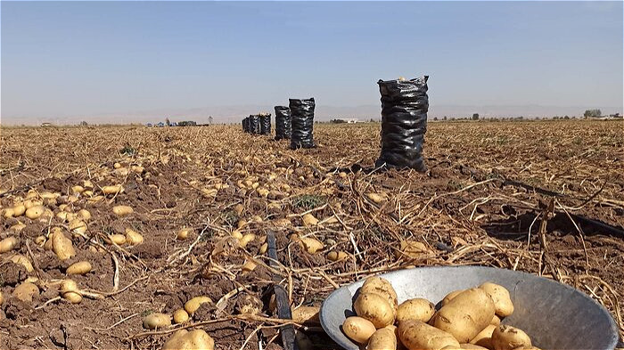  ۴۵ هزار تن سیب زمینی از مزارع استان  برداشت می‌شود