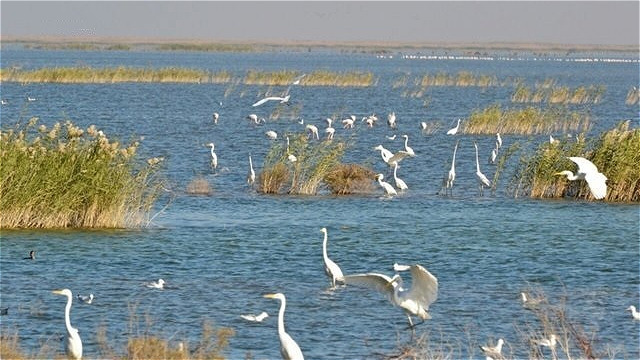  ۳۰۰ هزار پرنده مهاجر مهمان تالاب های آذربایجان غربی  هستند