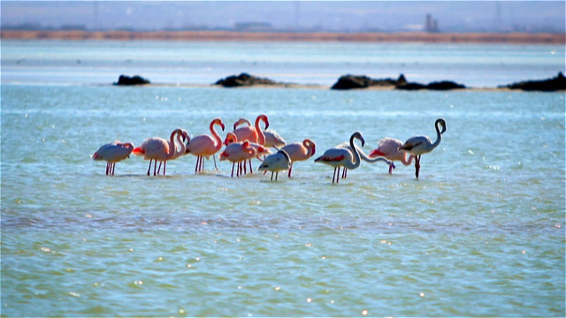 نیاز آب دریاچه ارومیه از تالاب‌های اقماری تامین می شود