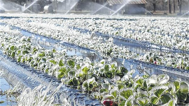 احتمال سرمازدگی محصولات کشاورزی 