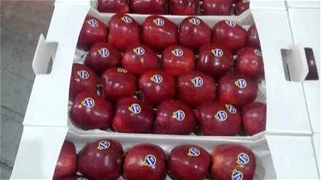 وجود ۴۹۰ هزار تن سیب در سردخانه‌های آذربایجان غربی 