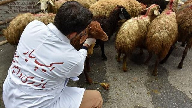نظارت ۶۴ اکیپ دامپزشکی در آذربایجان غربی در عید قربان