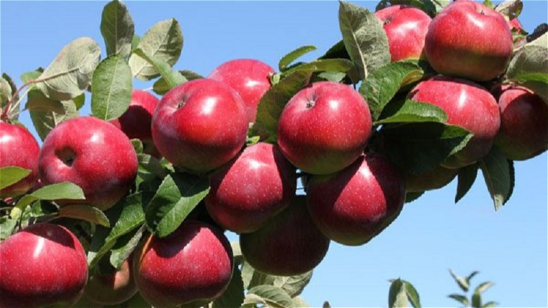 ۴۰۰ تن سیب صنعتی در آذربایجان غربی خریداری شد