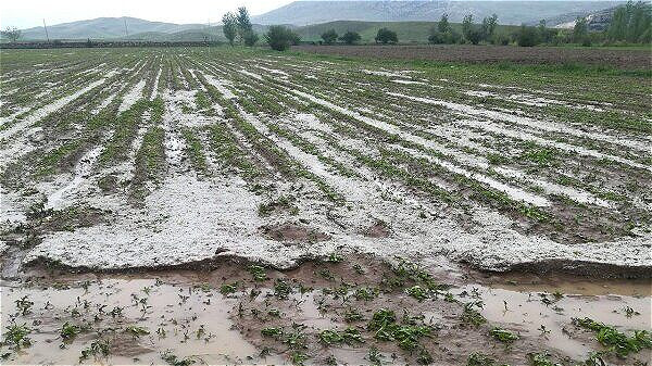 ۱۶ هزار میلیارد ریال خسارت به بخش کشاورزی آذربایجان غربی وارد شد