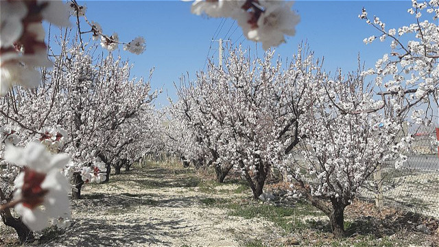 شکوفه های بهاری در حاشیه شهر ارومیه