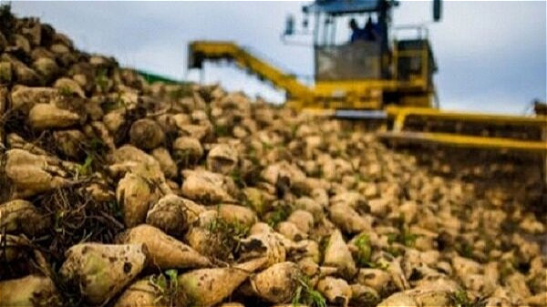 پیرانشهر رکوردار تولید چغندرقند در آذربایجان‌ غربی شد