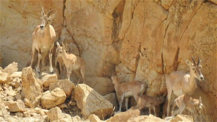 هیچ موردی از بیماری یا تلفات در حیات‌وحش جزیره اشک مشاهده نشد