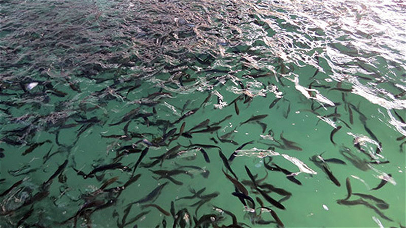 رهاسازی حدود یک میلیون قطعه انواع بچه ماهیان در دریاچه پشت سد حسنلوی نقده
