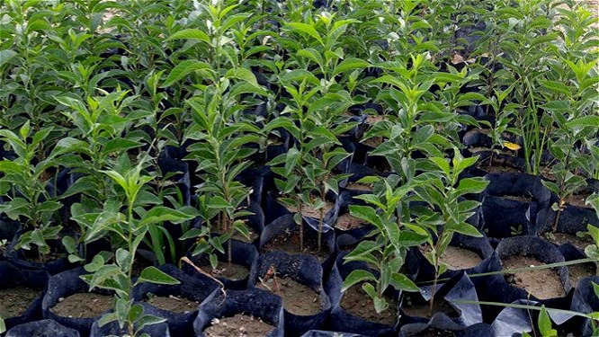 صادرات ۱۵۰ هزار اصله نهال میوه از آذربایجان‌غربی به خارج از کشور در سال ۹۹