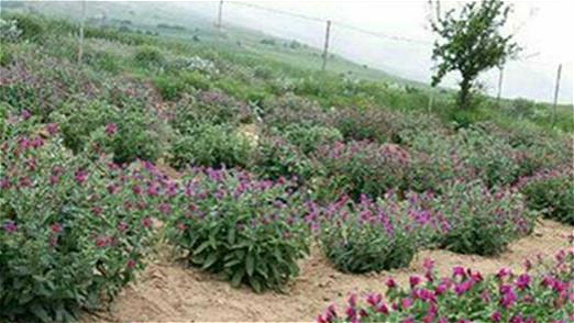 تخصیص ۱۶ میلیارد ریال تسهیلات برای علاقمندان به کشت گیاهان دارویی در آذربایجان غربی 