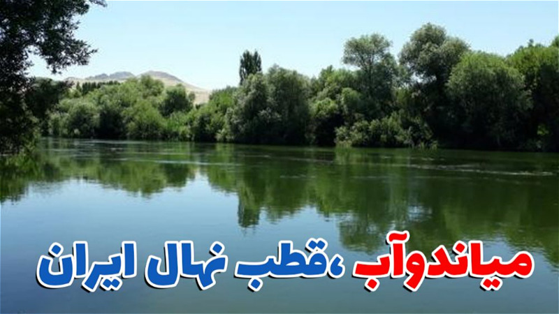 میاندوآب قطب تولید نهال کشور 