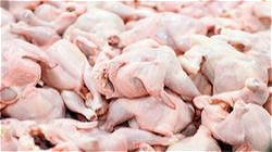 خرید قراردادی مرغ از مرغداران آذربایجان غربی 