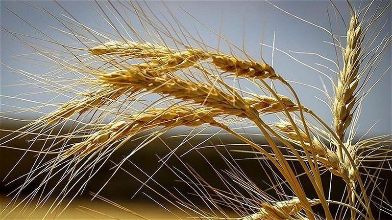 پیش بینی برداشت ۶۵ هزار تن گندم در نقده 