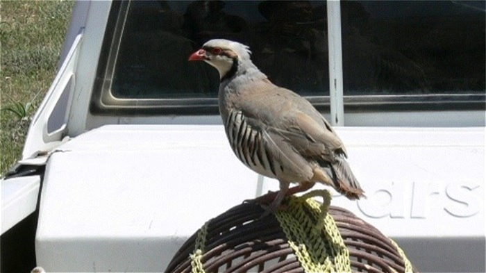 برخورد با سە گروە شکارچی زندەگیر کبک در اشنویە 