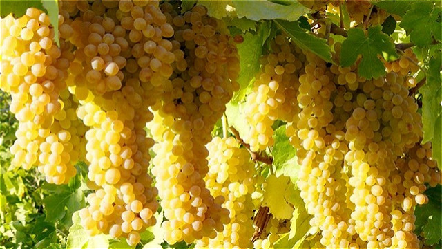 پیش بینی برداشت ۱۳۶ هزار تن انگور در آذربایجان غربی 