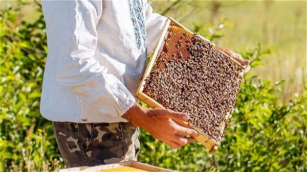 پیش بینی برداشت ۱۲ هزار تن عسل از زنبورستان‌های خوی 
