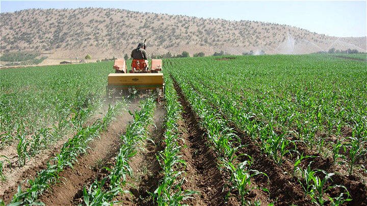 ۱۷۹ هزار هکتار اراضی آذربایجان غربی زیر کشت بهاره رفت
