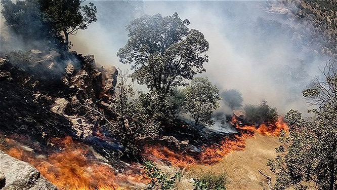 آتش سوزی جنگل‌های مزن آباد سردشت مهار شد