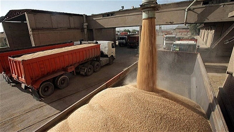 خریداری بیش از ۴۹۲ هزار تُن گندم در آذربایجان غربی