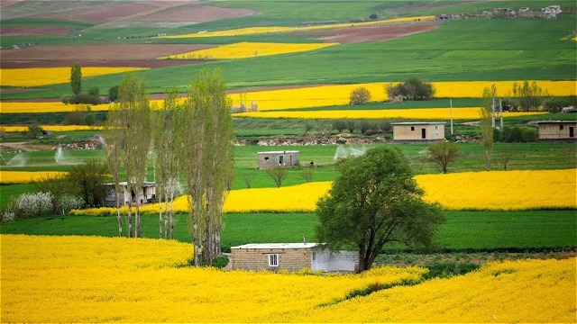مزارع کلزا در دشت‌های اطراف شهر بوکان  