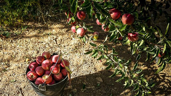 آذربایجان غربی تولید ۳۰ درصد سیب کشور به خود اختصاص داده است