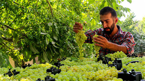برگزاری جشنواره انگور در دهکده ساحلی چی‌چست ارومیه 