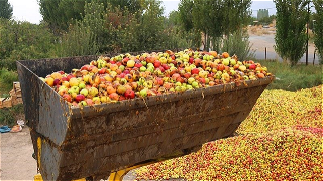  بیش از ۴۰ هزار تن سیب صنعتی از باغداران آذربایجان‌غربی خریداری شد