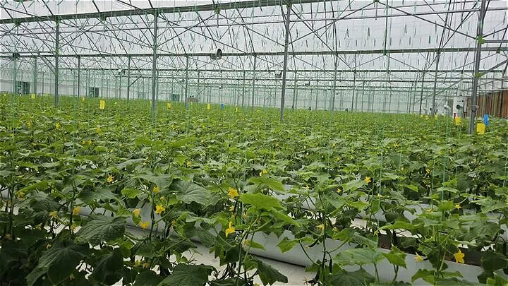 سطح زیرکشت سبزی و صیفی‌جات گلخانه‌ای در آذربایجان غربی به بیش از ۳۶ هکتار رسید
