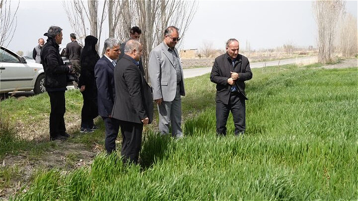  بیش از ۴۰۶ هزار هکتار اراضی آذربایجان غربی زیر کشت گندم رفت