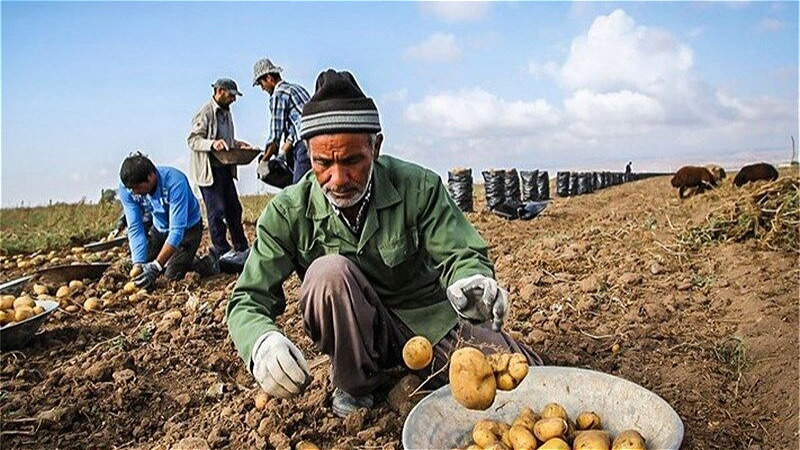  آبیاری نوین در ۸۰ درصد مزارع سیب‌ زمینی آذربایجان‌ غربی اجرا شد