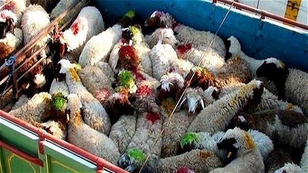 قاچاق احشام زنده بیشترین سهم قاچاق آذربایجان غربی را به خود اختصاص داده است