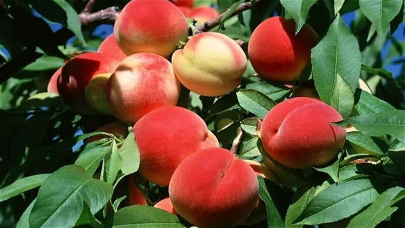 آغاز برداشت ۷۰ هزار تن هلو از باغات آذربایجان‌غربی