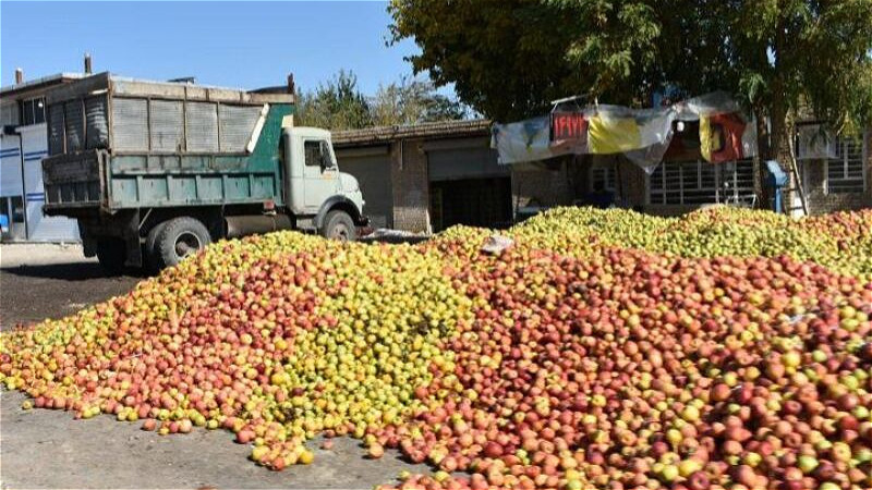 نوسانات قیمت سیب صنعتی موجب بی‌اعتمادی تولیدکنندگان است