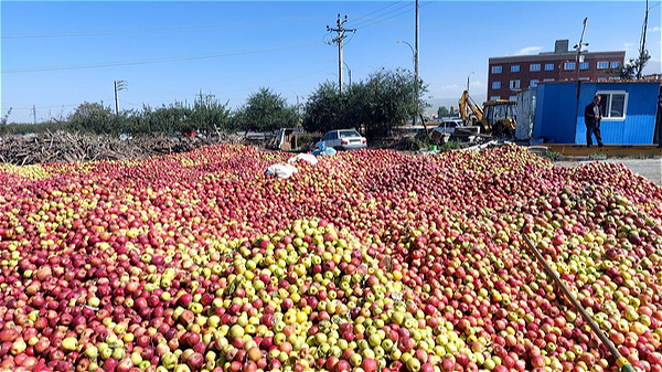 سیب صنعتی ارومیه ۱۷ هزار تومان قیمت خورد!