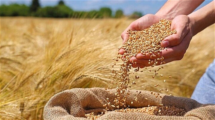  ۱۵۵ هزار تن گندم در مراکز تعاون روستایی آذربایجان غربی خریداری شد